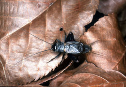 Image of Northern Wood Cricket