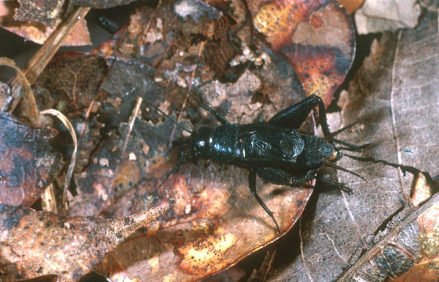 Image of Northern Wood Cricket