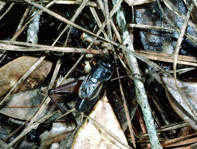 Image of Keys Wood Cricket