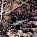 Image of Taciturn Wood Cricket