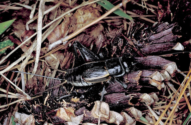 Image de Gryllus (Gryllus) ovisopis Walker & T. J. 1974