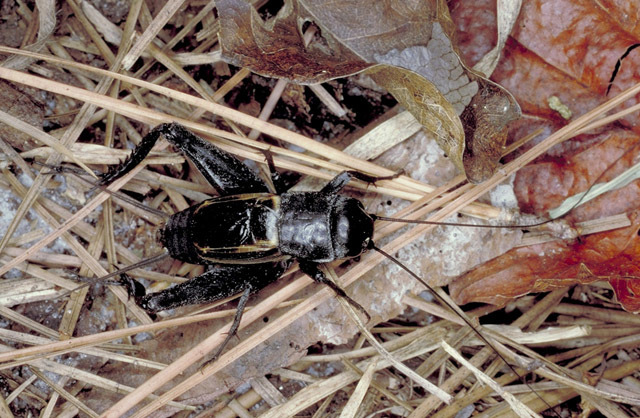 Image of Taciturn Wood Cricket