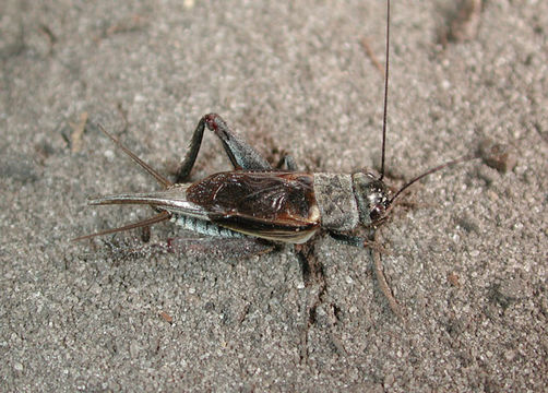 Image of Texas Field Cricket