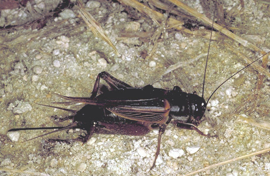 Image of Sand Field Cricket
