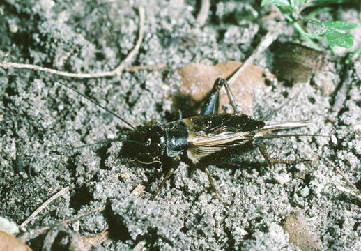 Image of Sand Field Cricket