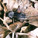 Image of Southern Wood Cricket