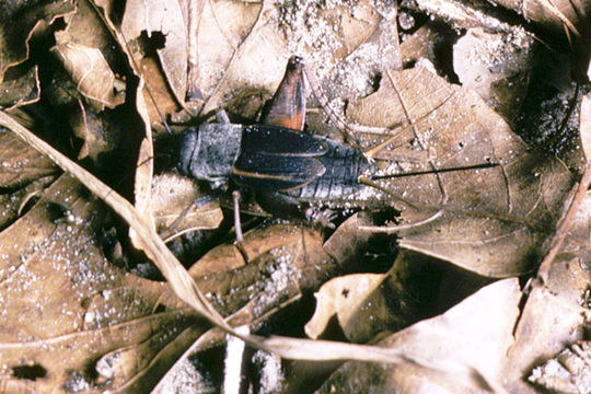Image of Southern Wood Cricket