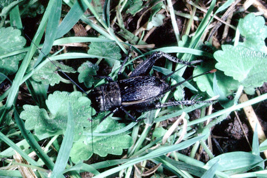 Image of Fall Field Cricket