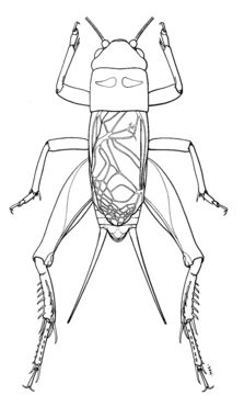 Imagem de Anurogryllus arboreus Walker & T. J. 1973