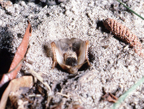 Image of Common Short-tailed Cricket