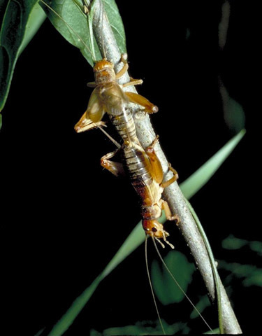 Image of Common Short-tailed Cricket