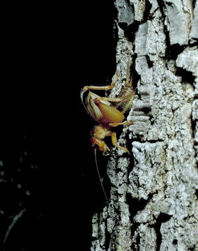 Image de Anurogryllus arboreus Walker & T. J. 1973