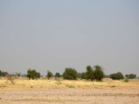 Image of Great Indian Bustard