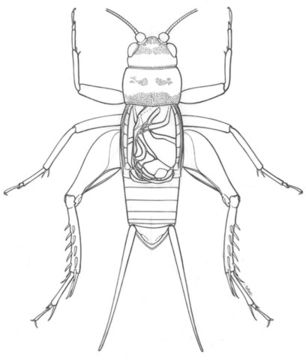 Image of Tropical House Cricket