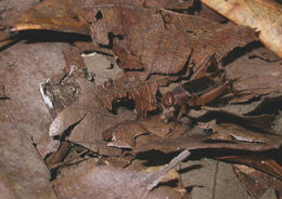 Image of Tinkling Ground Cricket