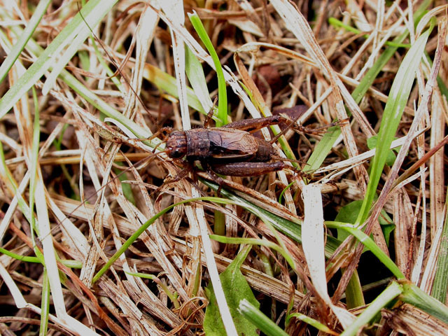 Image of Southern Ground Cricket
