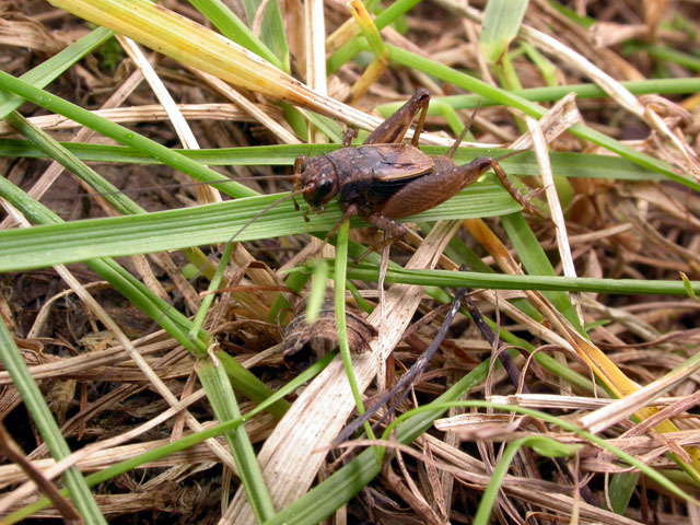 Image of Southern Ground Cricket