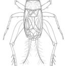 Eunemobius carolinus (Scudder & S. H. 1877) resmi