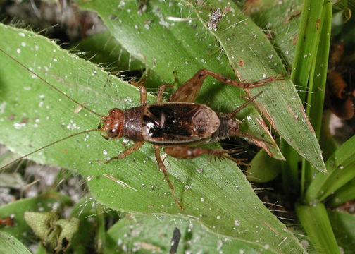 Image of nr. Collared Ground Cricket