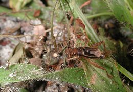 Image of nr. Collared Ground Cricket
