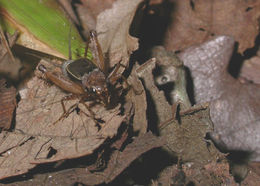 Image of Spotted Ground Cricket