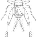 صورة Hygronemobius alleni (Morse 1905)