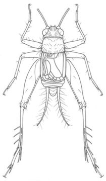 Image de Hygronemobius alleni (Morse 1905)