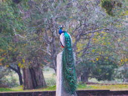 Image of Asiatic peafowl