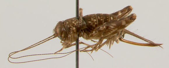 Image of Mangrove Ground Cricket