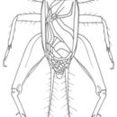 Image de Velarifictorus (Velarifictorus) micado (Saussure 1877)