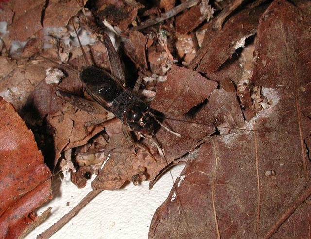 Image of Japanese Burrowing Cricket