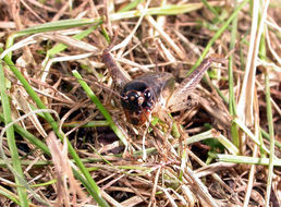 Image of Japanese Burrowing Cricket