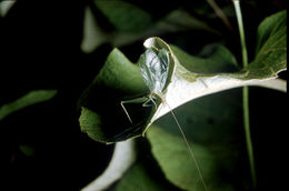 Image of Prairie Tree Cricket