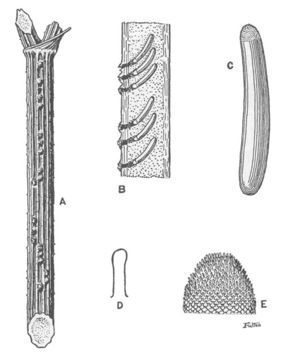 Oecanthus quadripunctatus Beutenmüller 1894 resmi