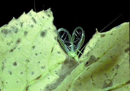 صورة Oecanthus quadripunctatus Beutenmüller 1894