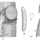 Image de Oecanthus niveus (De Geer 1773)