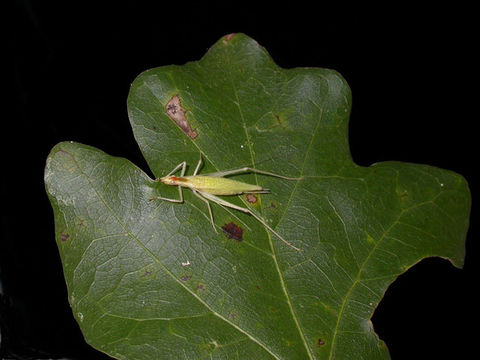 Image of Narrow-winged Tree Cricket