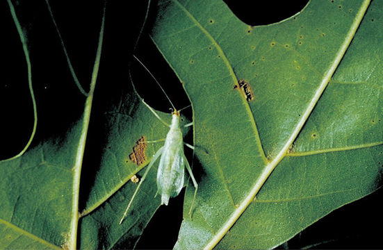 Image of Narrow-winged Tree Cricket