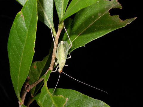 Image of Snowy Tree Cricket