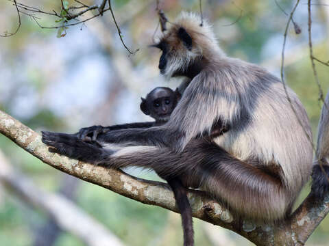 Image of Semnopithecus hypoleucos