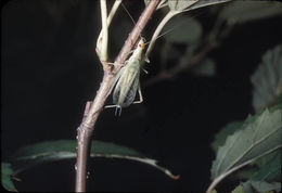 Image of Snowy Tree Cricket