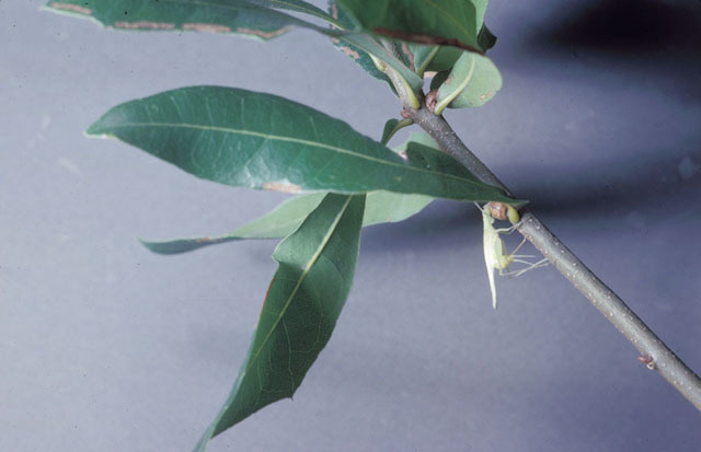 Image of Snowy Tree Cricket