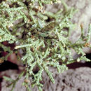 Image of Western Tree Cricket