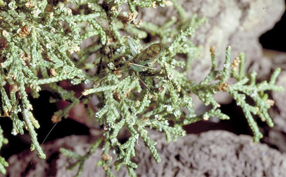 Image of Western Tree Cricket