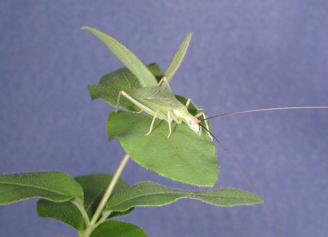 Image of Western Tree Cricket