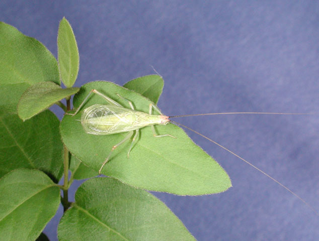 Imagem de Oecanthus californicus Saussure 1874