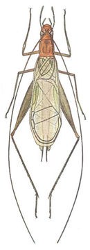 Image of Pine Tree Cricket