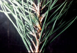 Image of Pine Tree Cricket