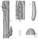 Plancia ëd Oecanthus nigricornis Walker & F. 1869