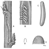 Image de Oecanthus nigricornis Walker & F. 1869